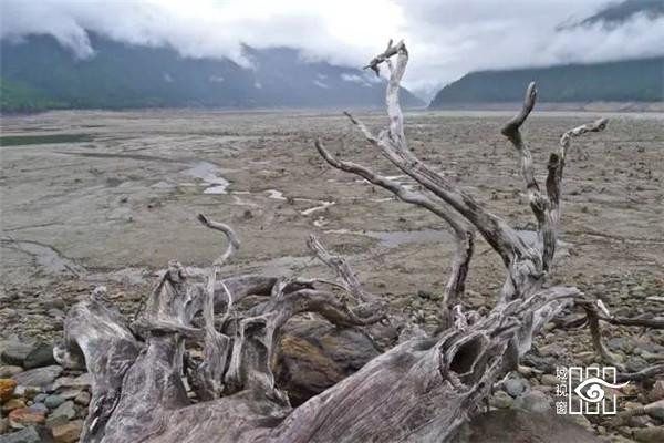 枯木纸灯，极具创意的灯笼