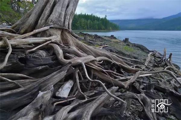 枯木纸灯，极具创意的灯笼